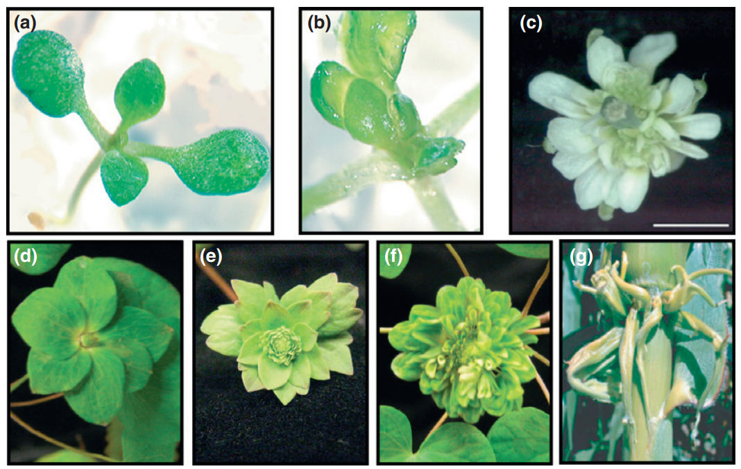 Queitsch/Cuperus Lab